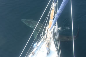 Basking shark swims beneath Silurian's bow