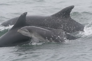 Bottlenose dolphins with calf