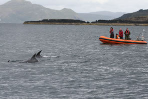 HWDT research has found that there are about 50 bottlenose dolphins in the Hebrides