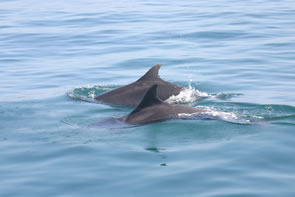 Bottlenose dolphins are often seen in groups of two to ten animals