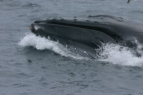 Humpback whale