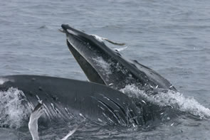 Humpback whale feeding