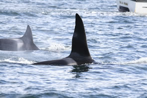 The dorsal fin of a male killer whale can grow to 1.8 metres tall