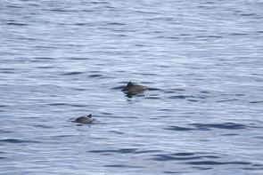 Harbour porpoises are often seen in groups of two to five animals