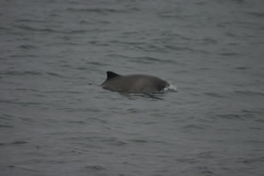 In the Hebrides, harbour porpoises feed mainly on herring, sprat and sandeels