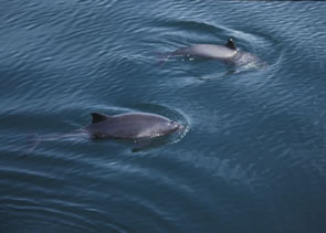 Harbour porpoises