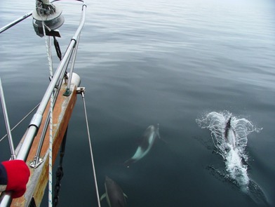 White beaked dolphins from Silurian