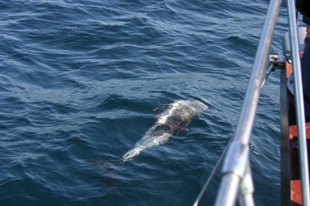 White beaked dolphin underwater