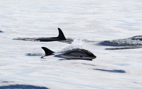 Atlantic white-sided dolphins