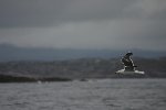 Great black back gull