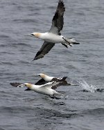 Gannets 3