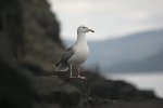 Herring Gull 1