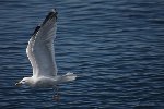 Herring Gull 2