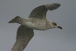 Juvenile Herring Gull