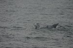 Risso's dolphin 2