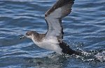 Shearwater 4