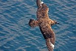 Great Skua 1