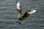 Great Skua 2