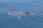 Basking shark