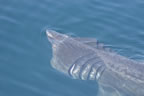 Basking Shark 2