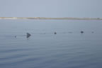 Basking Shark 3