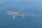 Basking Shark 4