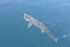 Basking Shark 6