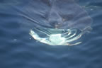 Basking Shark 7