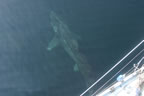 Basking Shark 10