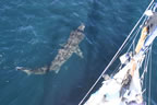 Basking Shark 11