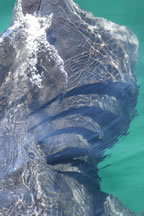 Basking Shark 12