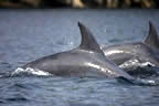 Bottlenose dolphin 1