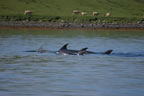 Bottlenose dolphin 2