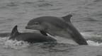 Bottlenose dolphin 3