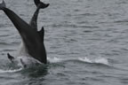 Bottlenose dolphin 6