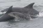 Bottlenose dolphin 7