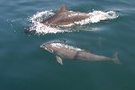 Bottlenose dolphin 10