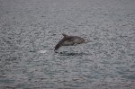 Bottlenose dolphin 11