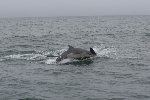 Bottlenose dolphin 13