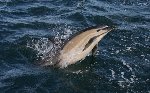 Common dolphin 9