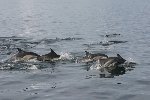 Common dolphin 4