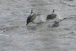 Common dolphin 8