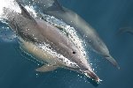 Common dolphin 11