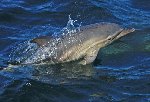 Common dolphin 12