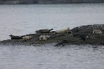 Common Seal 1