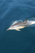 Common dolphin 2