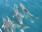 Common dolphin 1