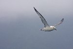 Fulmar 1