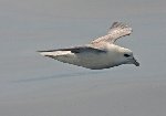 Fulmar 2