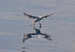 Fulmar 3